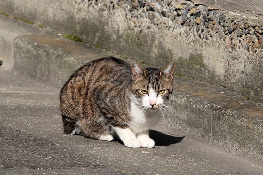 太田区のねこ