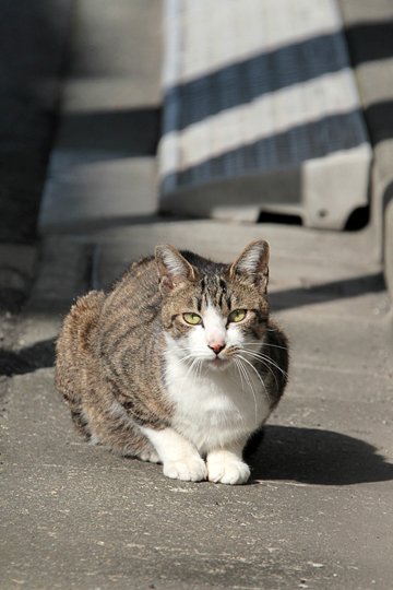 太田区のねこ