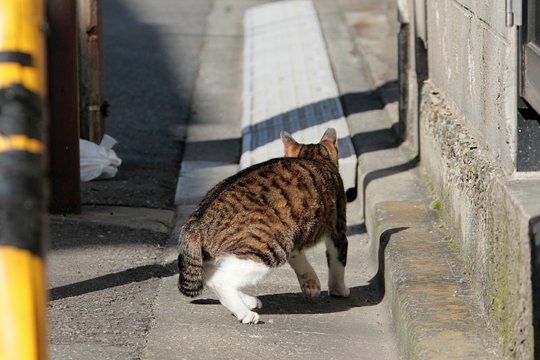 太田区のねこ