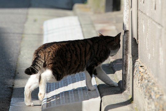 太田区のねこ