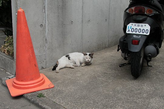 太田区のねこ