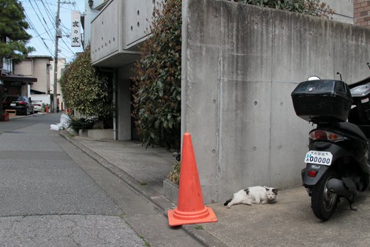 太田区のねこ