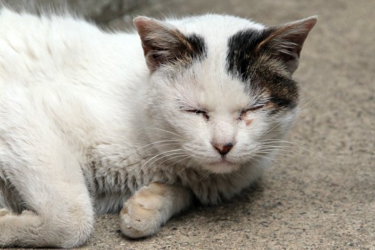 太田区のねこ