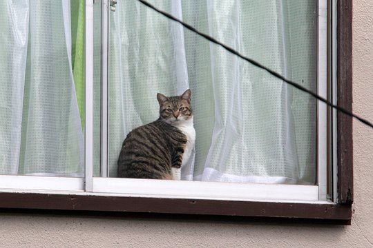 太田区のねこ