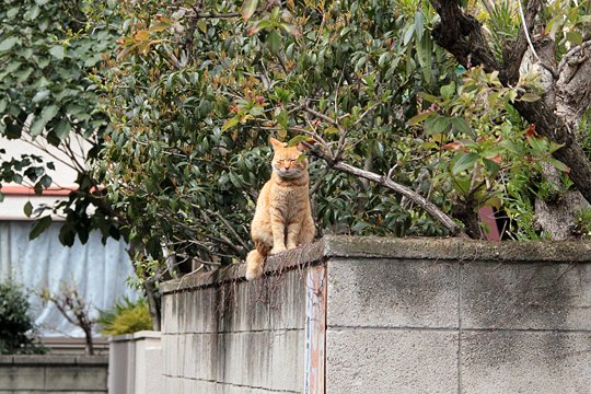 太田区のねこ