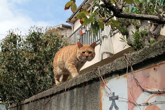 太田区のねこ