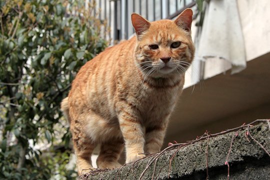 太田区のねこ