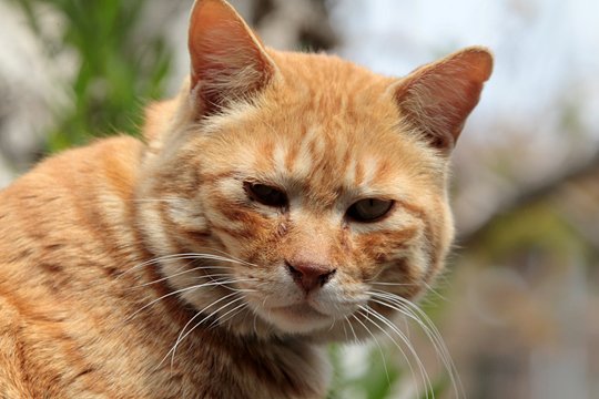 太田区のねこ