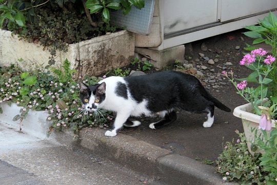 太田区のねこ