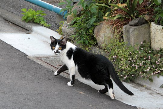 太田区のねこ
