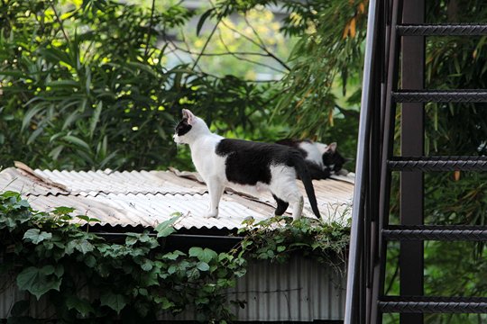 太田区のねこ