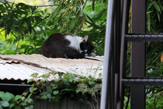 太田区のねこ