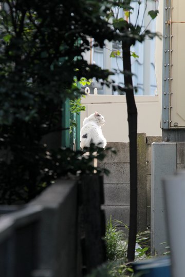 太田区のねこ