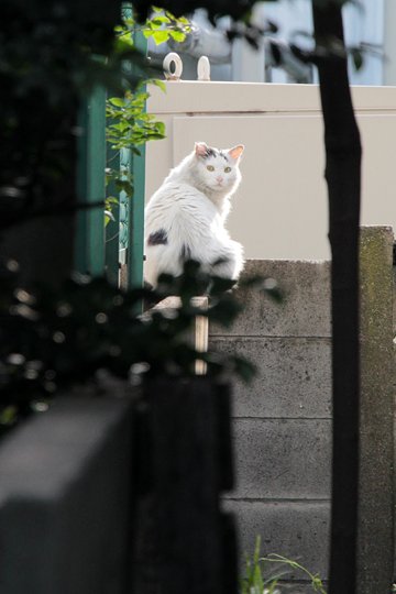 太田区のねこ