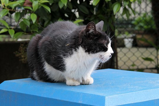 太田区のねこ
