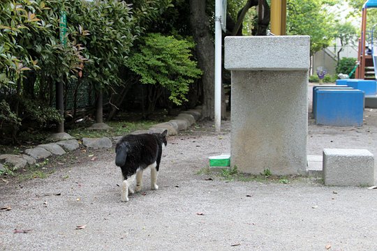 太田区のねこ
