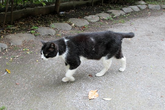 太田区のねこ