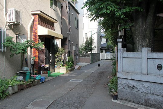 太田区のねこ