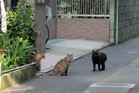 太田区のねこ