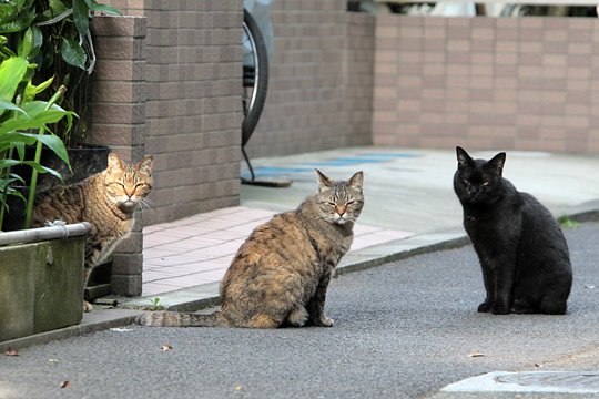 太田区のねこ