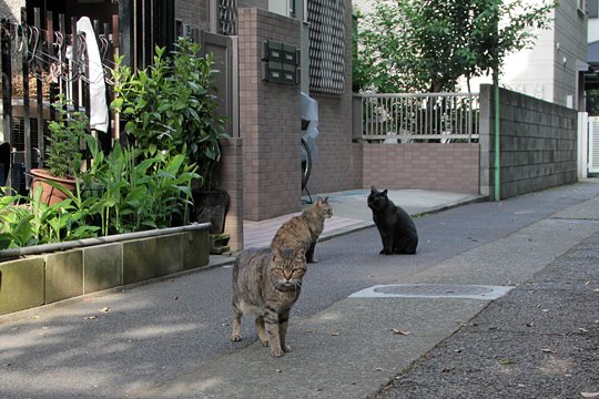 太田区のねこ