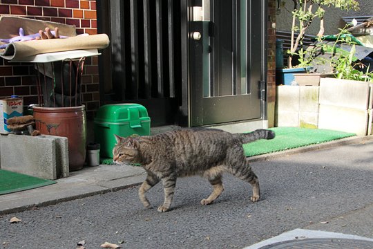 太田区のねこ