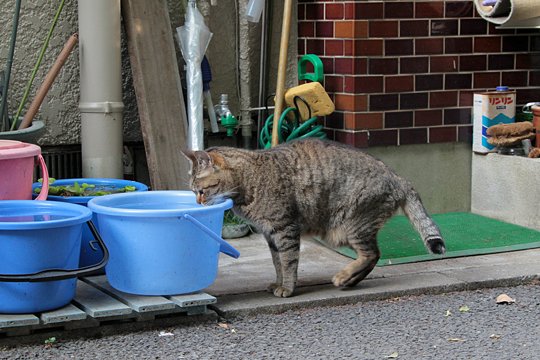 太田区のねこ