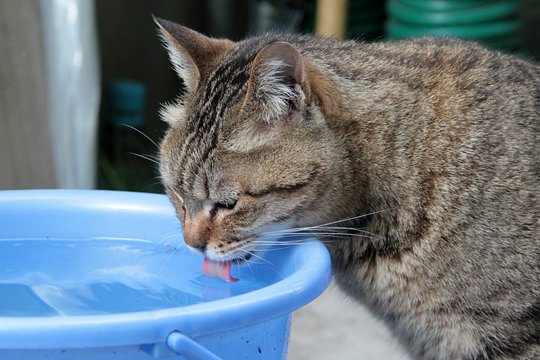 太田区のねこ