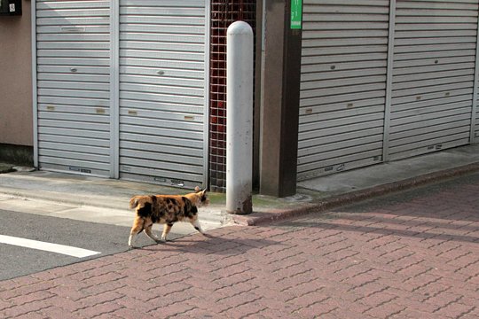 太田区のねこ