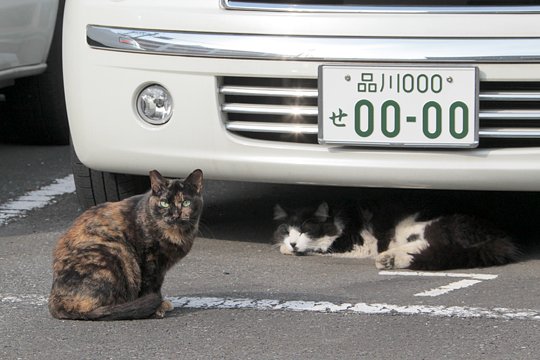 太田区のねこ