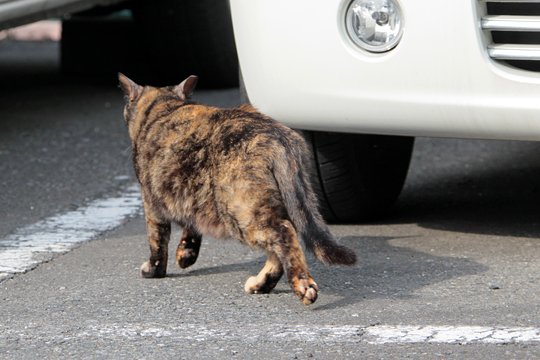 太田区のねこ
