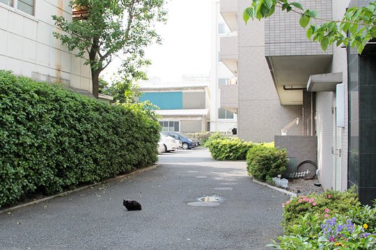 太田区のねこ