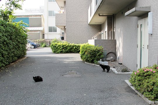 太田区のねこ