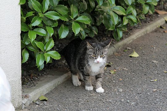 太田区のねこ