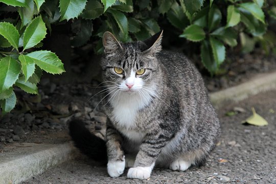 太田区のねこ