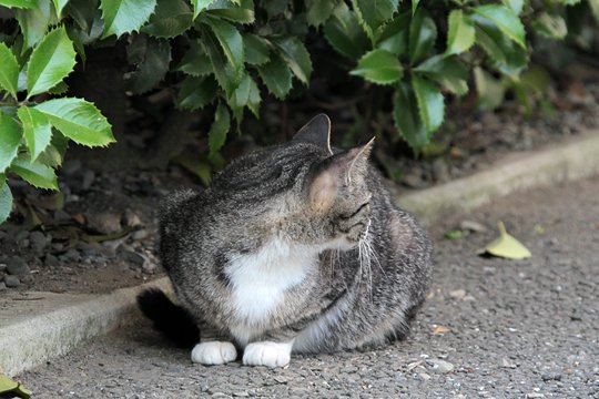太田区のねこ