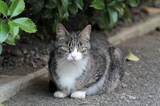 太田区のねこ