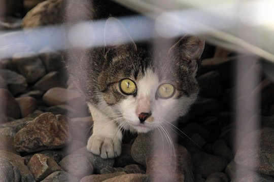 太田区のねこ