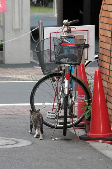 太田区のねこ