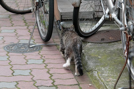 太田区のねこ