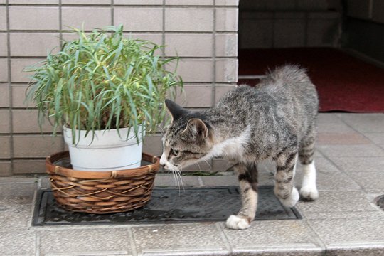 太田区のねこ