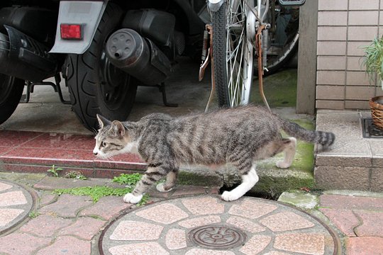 太田区のねこ