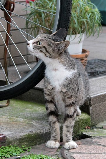 太田区のねこ
