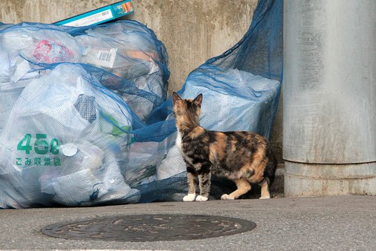 太田区のねこ