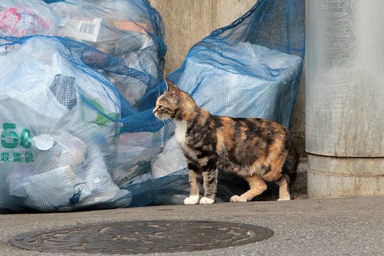 太田区のねこ