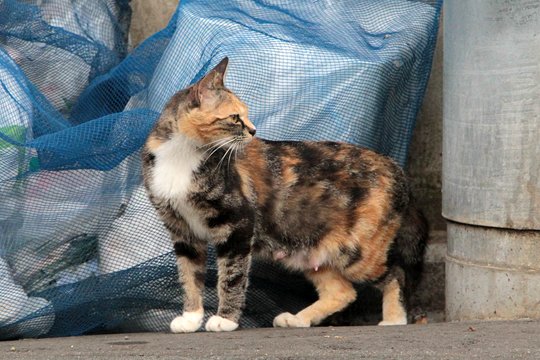 太田区のねこ