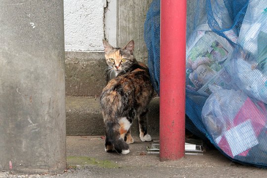太田区のねこ