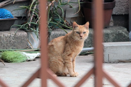 太田区のねこ
