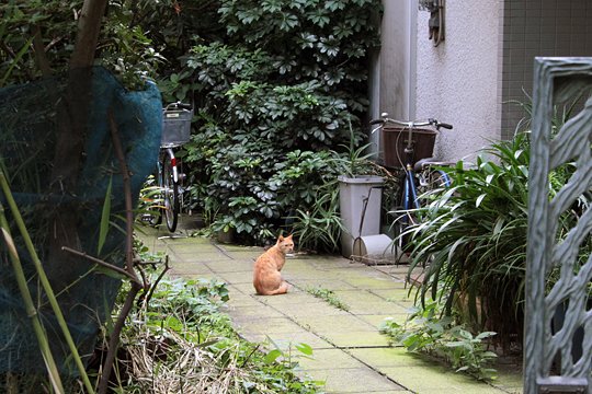 太田区のねこ