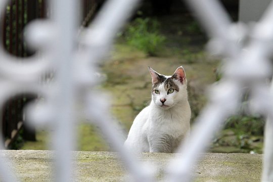太田区のねこ